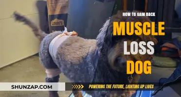 Helping Your Dog Regain Lost Muscle: Effective Strategies and Tips