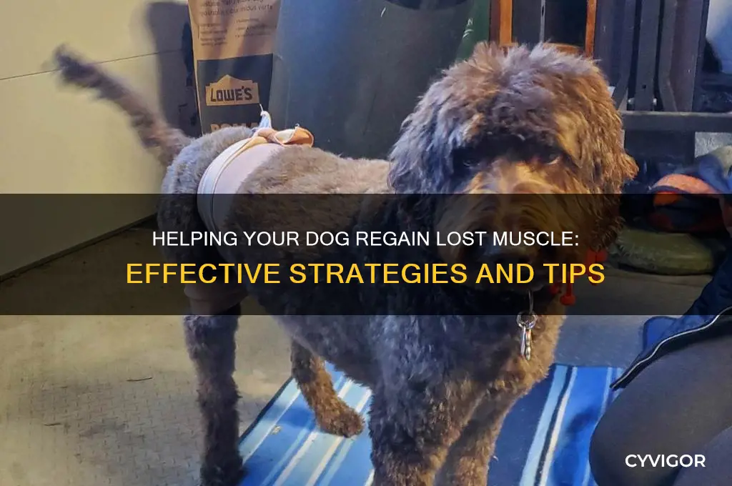 how to gain back muscle loss dog