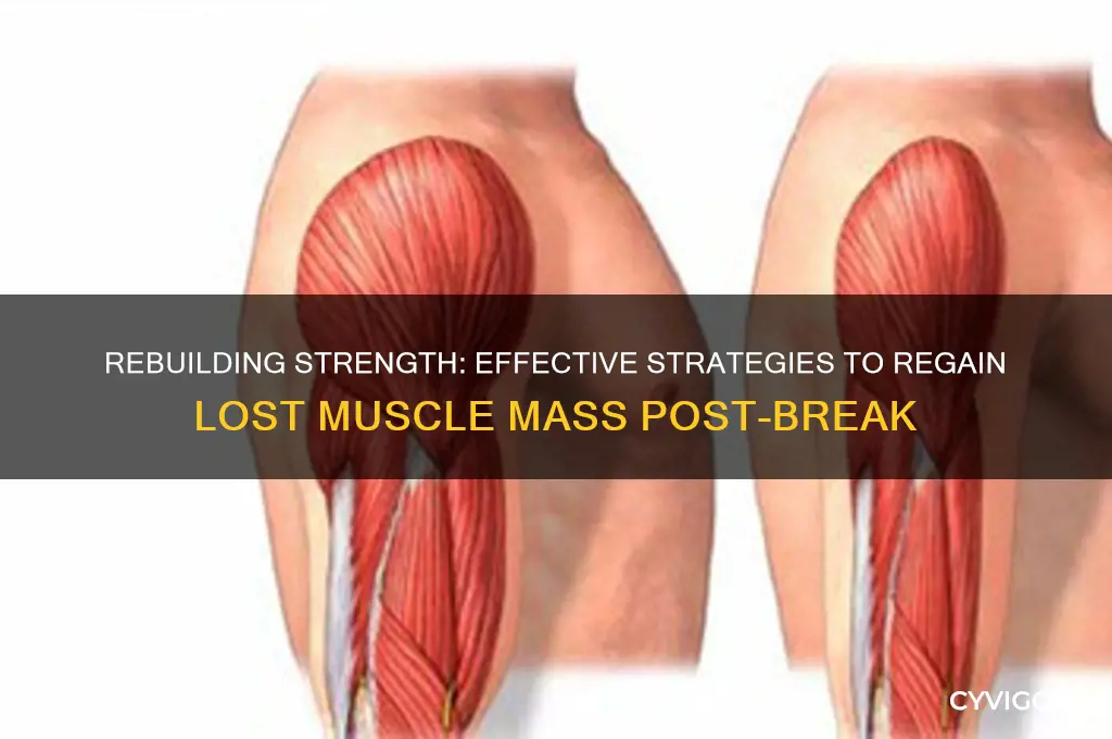 how to gain back muscle mass after a break