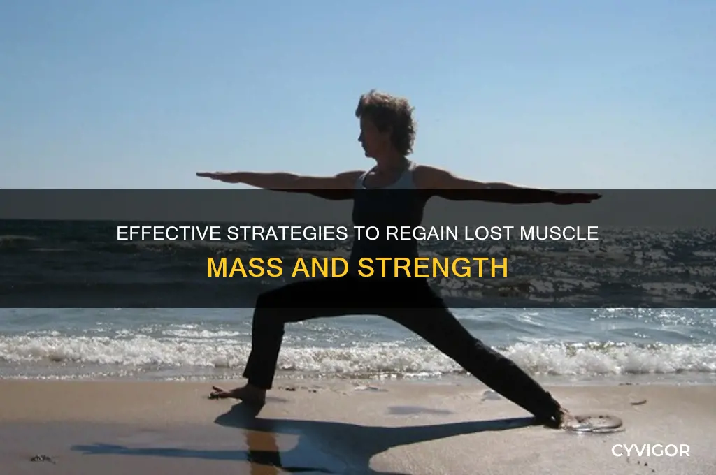 how to gain back muscle