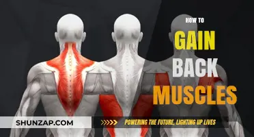 Effective Strategies to Rebuild and Strengthen Your Back Muscles Fast