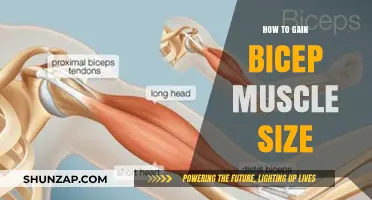 Effective Bicep Building: Proven Strategies for Bigger, Stronger Arms