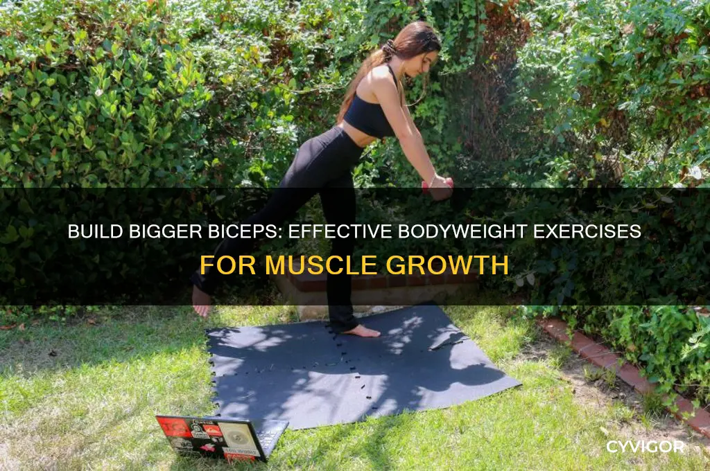 how to gain bicep muscle without weights