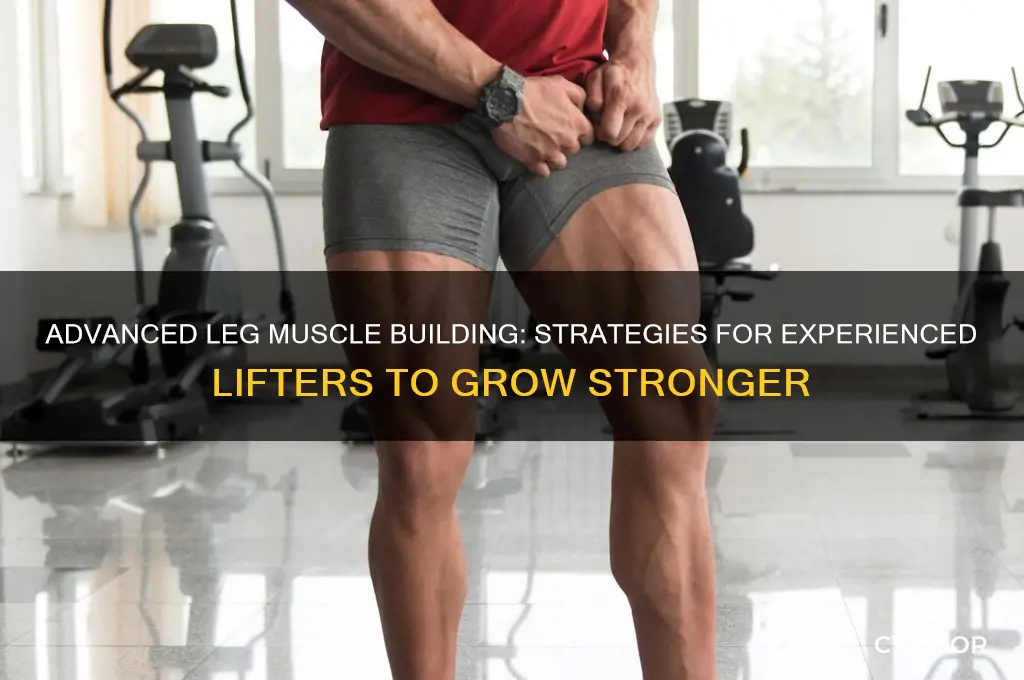 how to gain legs muscle advanced lifter
