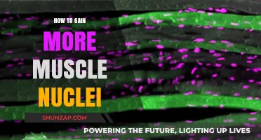 Maximize Muscle Growth: Proven Strategies to Increase Muscle Nuclei