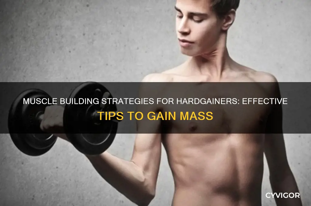 how to gain muscle as a hardgainer