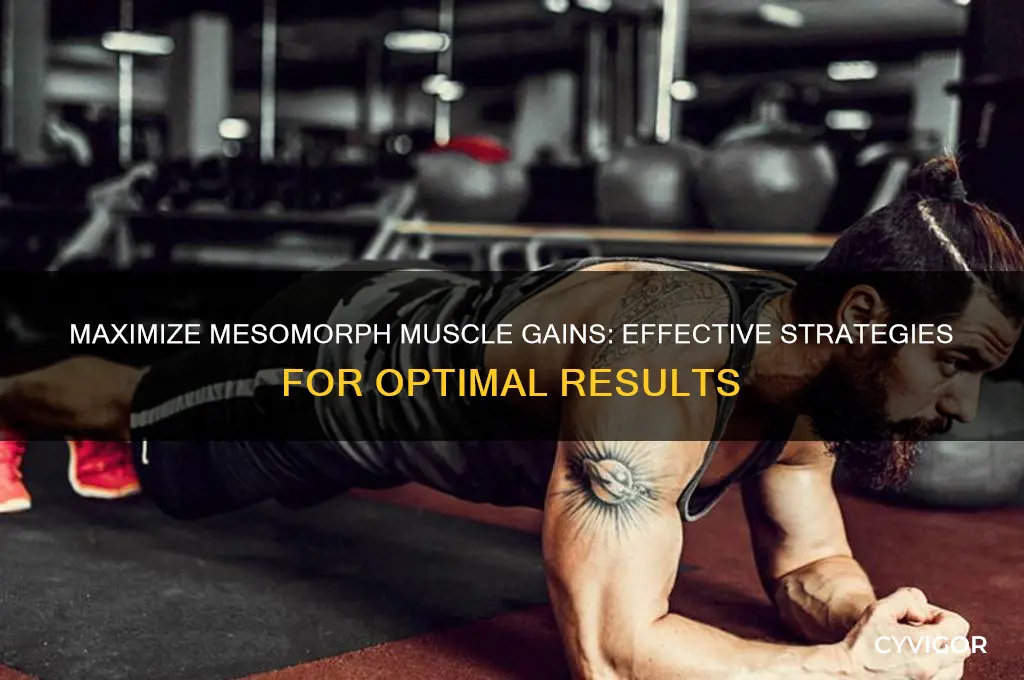how to gain muscle as a mesomorph