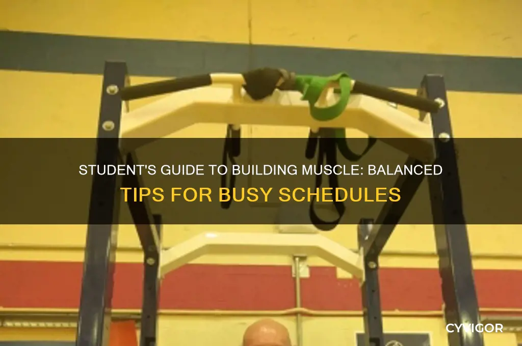 how to gain muscle as a student