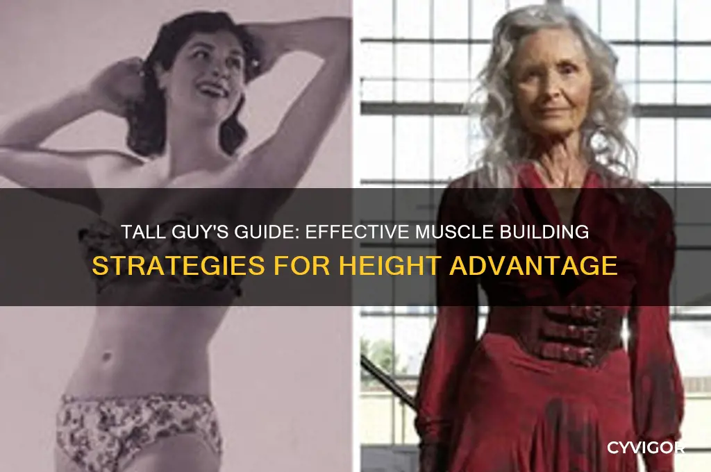how to gain muscle as a tall guy