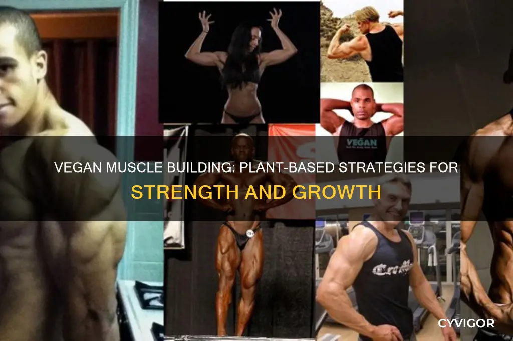 how to gain muscle as a vegan