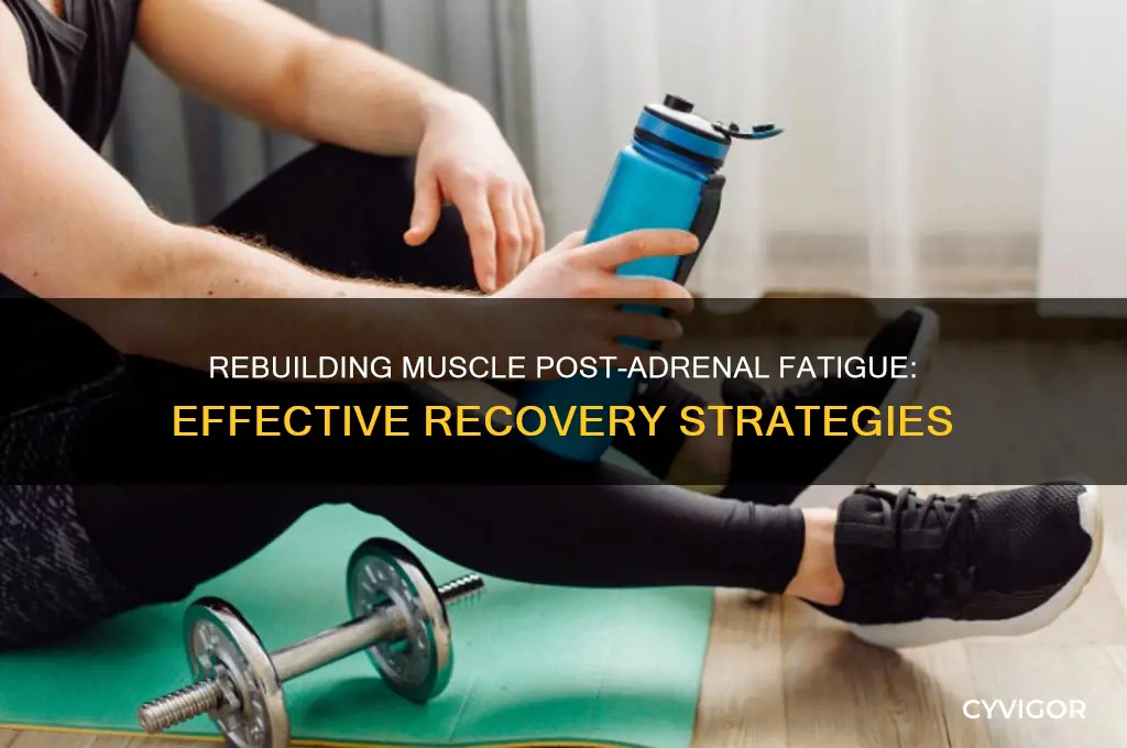 how to gain muscle back after adrenal fatigue