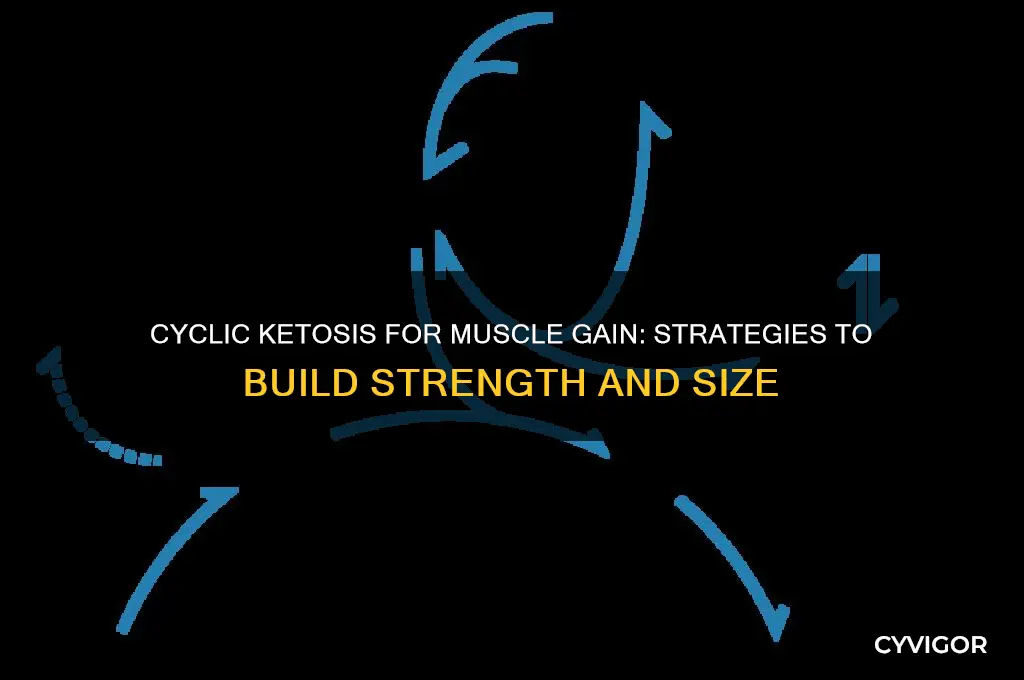 how to gain muscle cyclic ketosis
