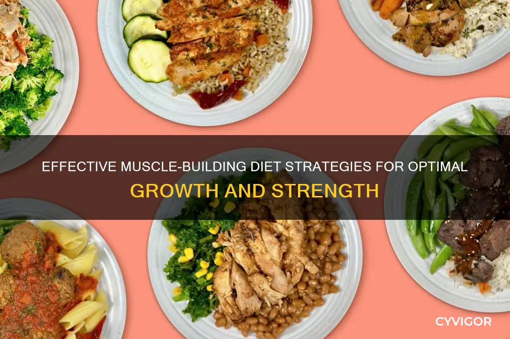 how to gain muscle dieet