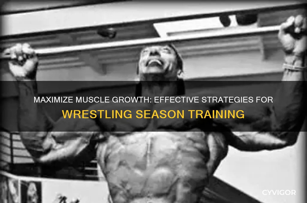 how to gain muscle during wrestling season