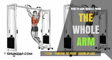 Effective Arm Muscle Building: Tips for Full Arm Growth and Strength