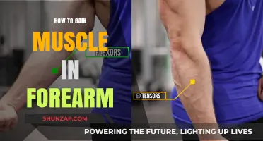 Effective Forearm Muscle Building: Techniques for Strength and Definition