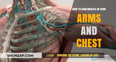 Effective Arm and Chest Muscle Building Strategies for Strength and Size