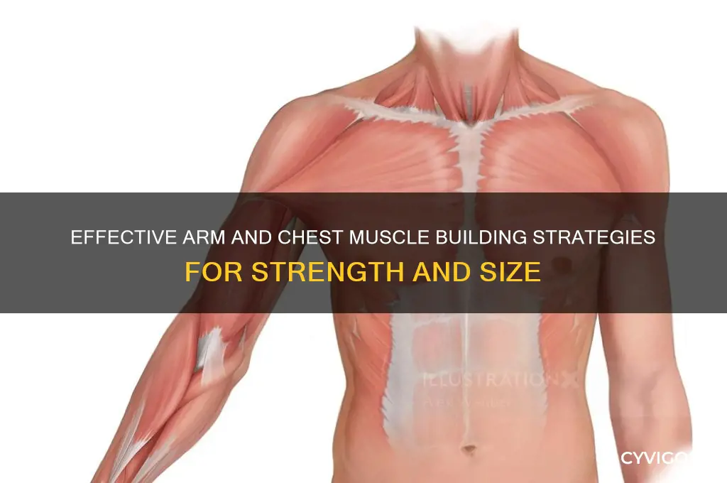 how to gain muscle in your arms and chest