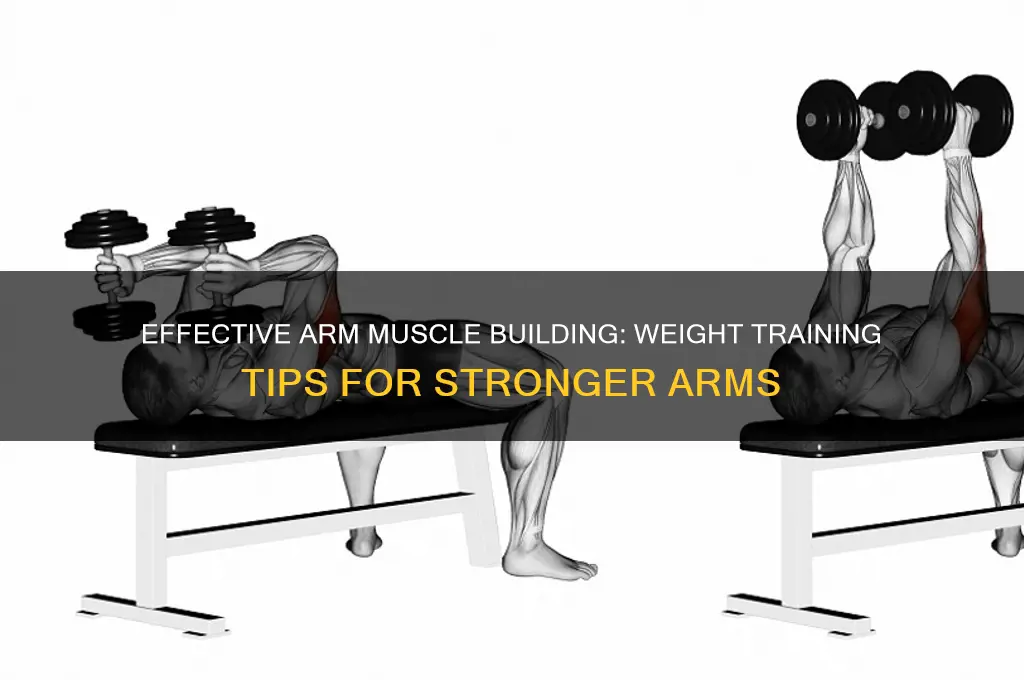 how to gain muscle in your arms with weights