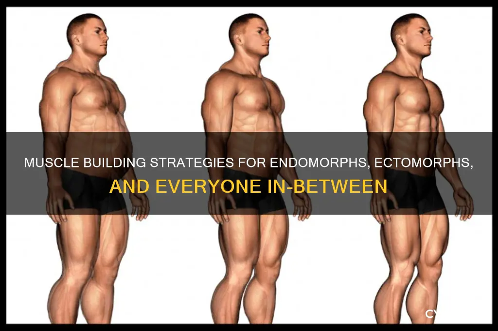 how to gain muscle mass endomorph ectomorph and