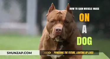 Effective Strategies for Building Muscle Mass in Your Dog Safely