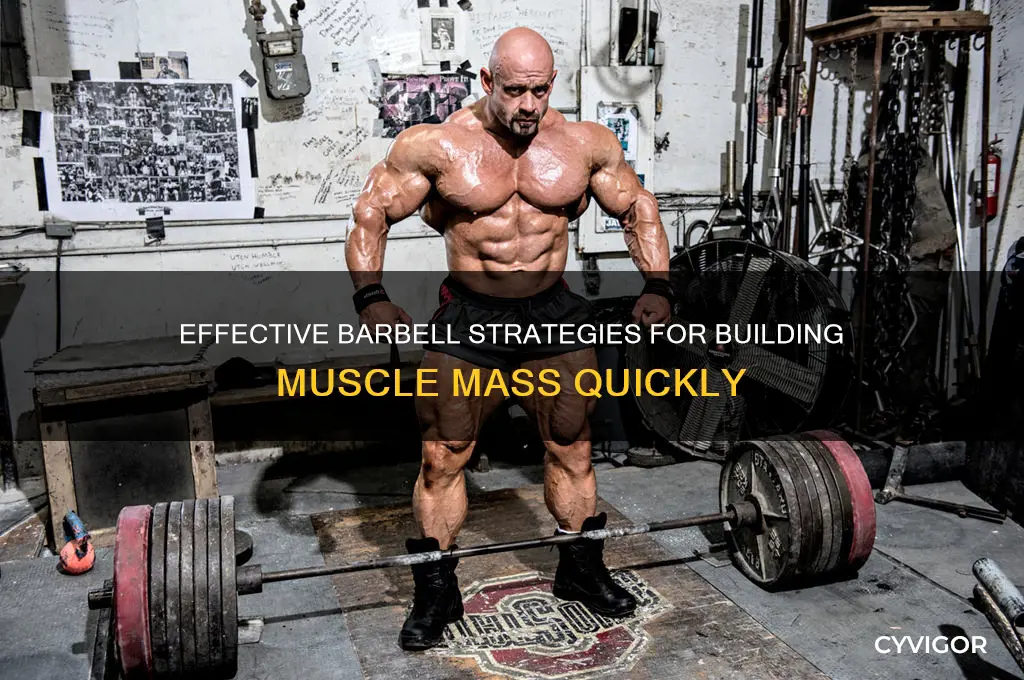 how to gain muscle mass with a barbell