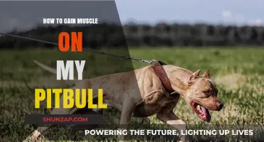 Effective Muscle-Building Strategies for Your Pitbull's Strength and Health
