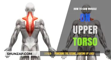 Effective Upper Torso Muscle Building: Tips and Strategies for Strength