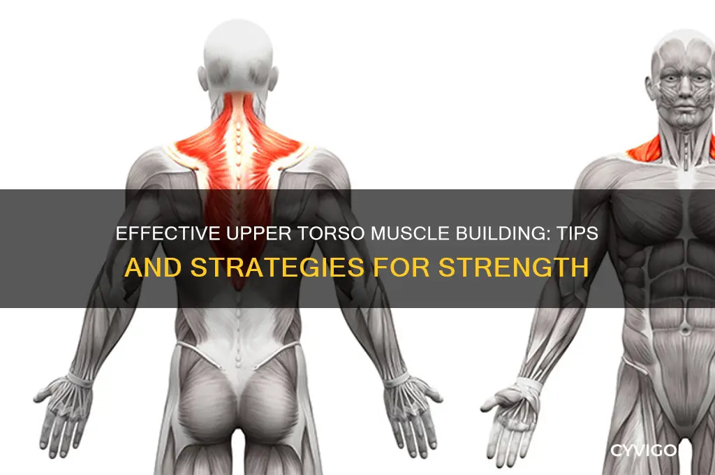 how to gain muscle on upper torso