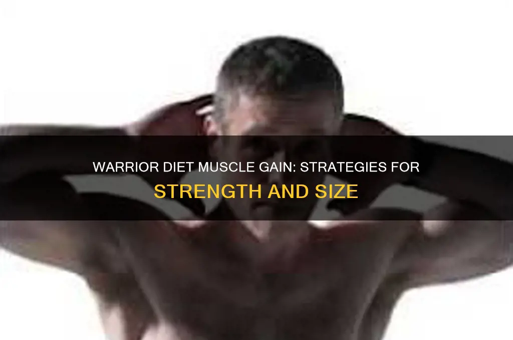how to gain muscle on warrior diet
