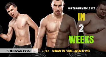 Quick Muscle Growth: 2-Week Strategies for Visible Size Gains