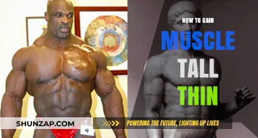Tall and Thin? Effective Muscle-Building Strategies for Your Body Type