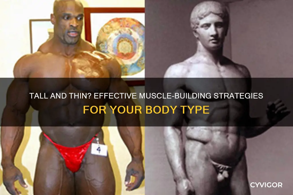 how to gain muscle tall thin