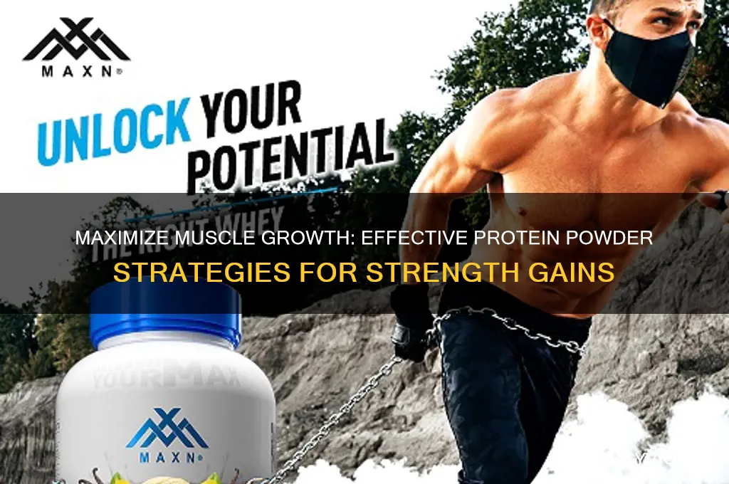 how to gain muscle using protein powder