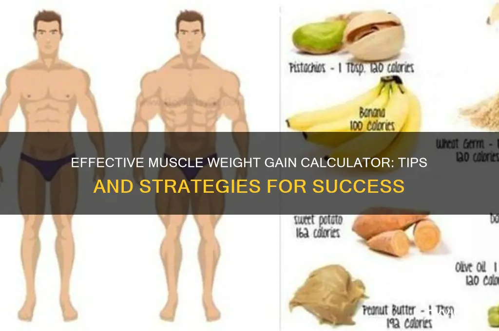 how to gain muscle weight calculator