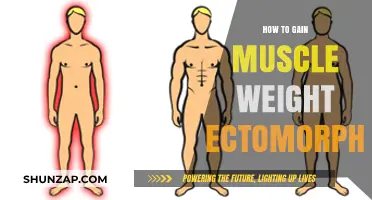 Ectomorph Muscle Building: Strategies to Gain Weight and Strength