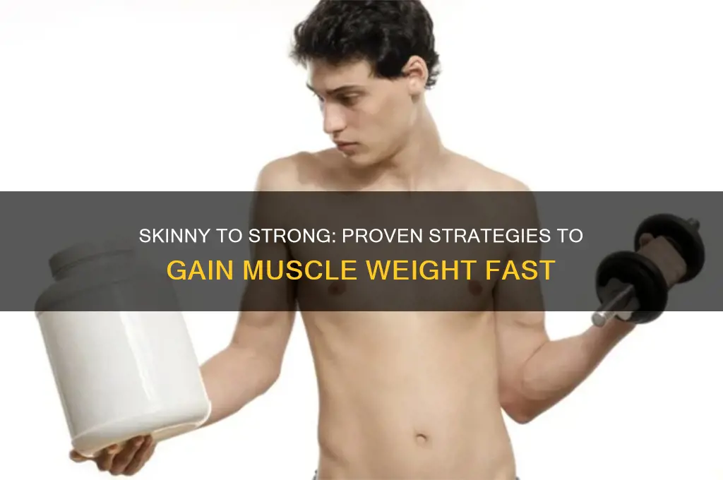 how to gain muscle weight if your skinny