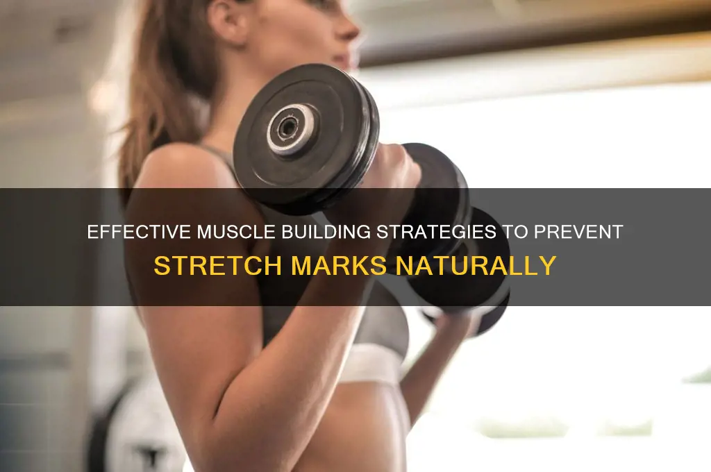 how to gain muscle without stretch marks