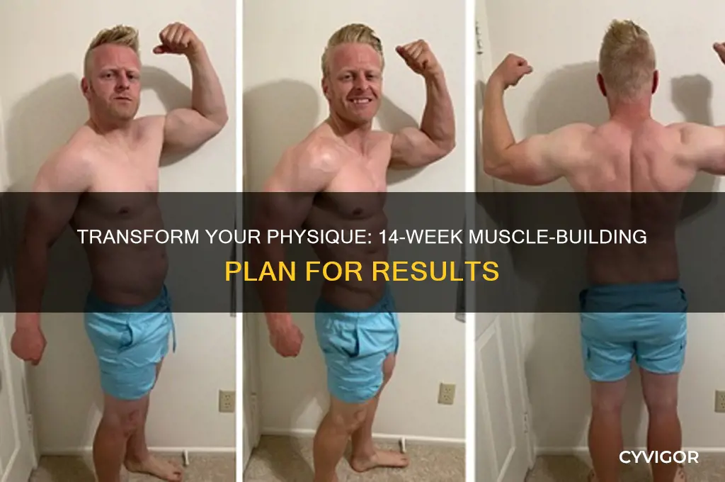 how to gain muscler body in 14 weeks