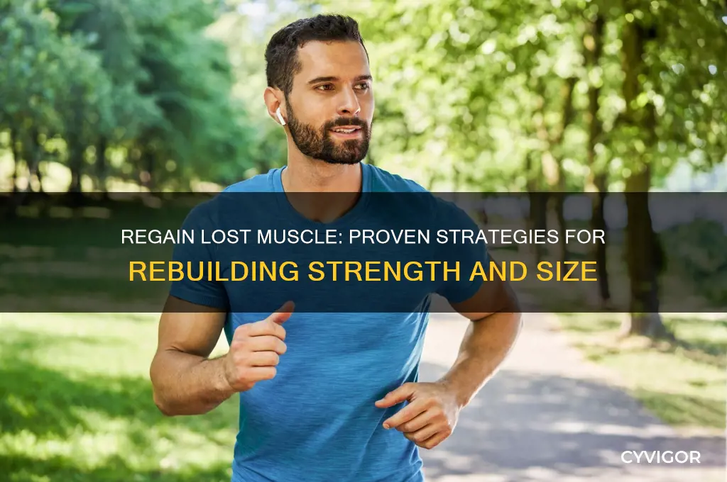 how to gain my muscle back