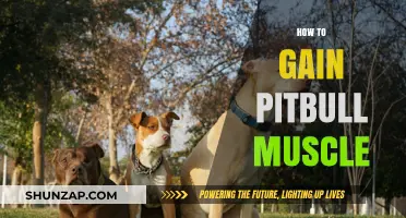 Building Pitbull Muscle: Effective Training and Nutrition Strategies for Strength