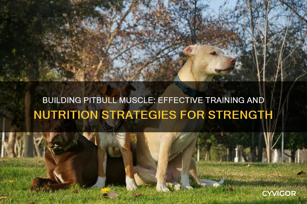 how to gain pitbull muscle