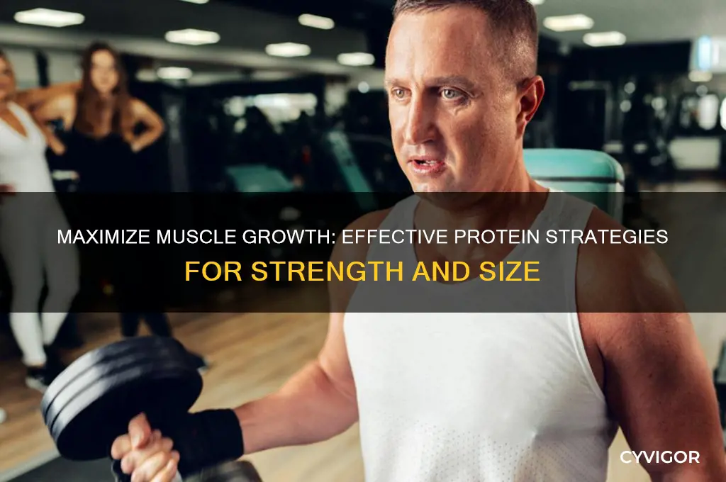 how to gain protein to gain muscle