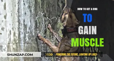 Effective Strategies for Building Muscle Mass in Your Dog