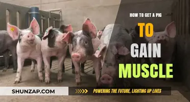 Effective Strategies for Building Muscle Mass in Pigs