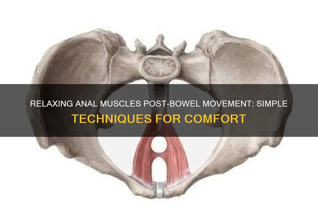 how to get anal muscles to relax after bowel movements