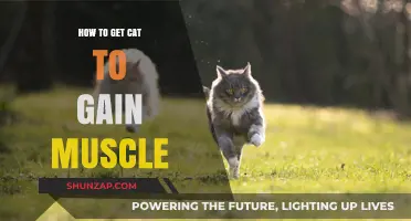 Effective Strategies for Helping Your Cat Build Muscle Mass