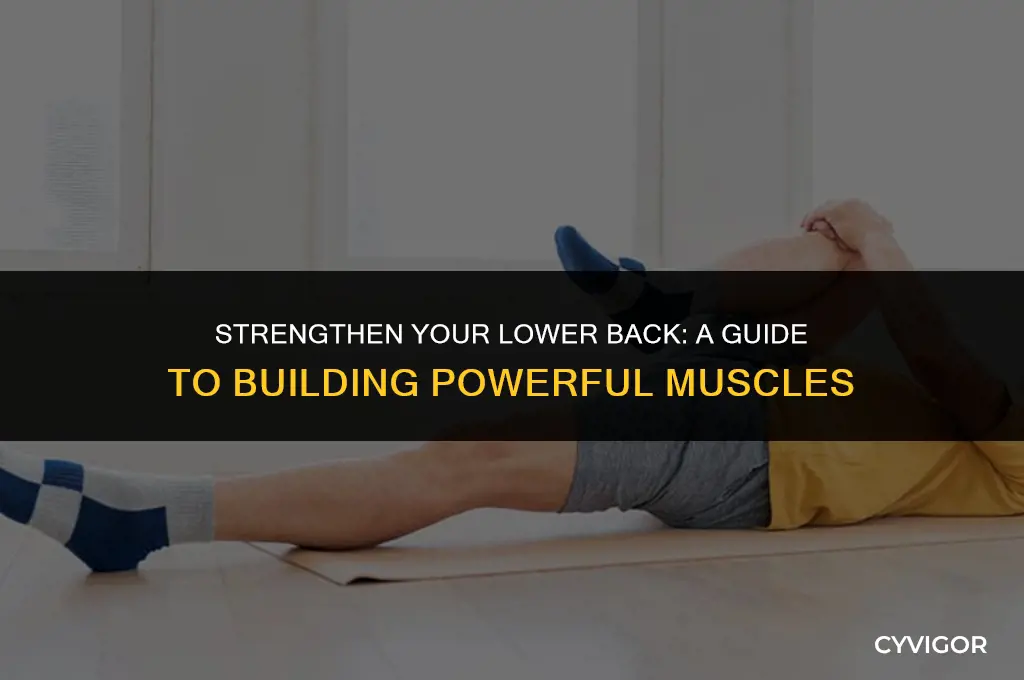 how to get lower back muscles