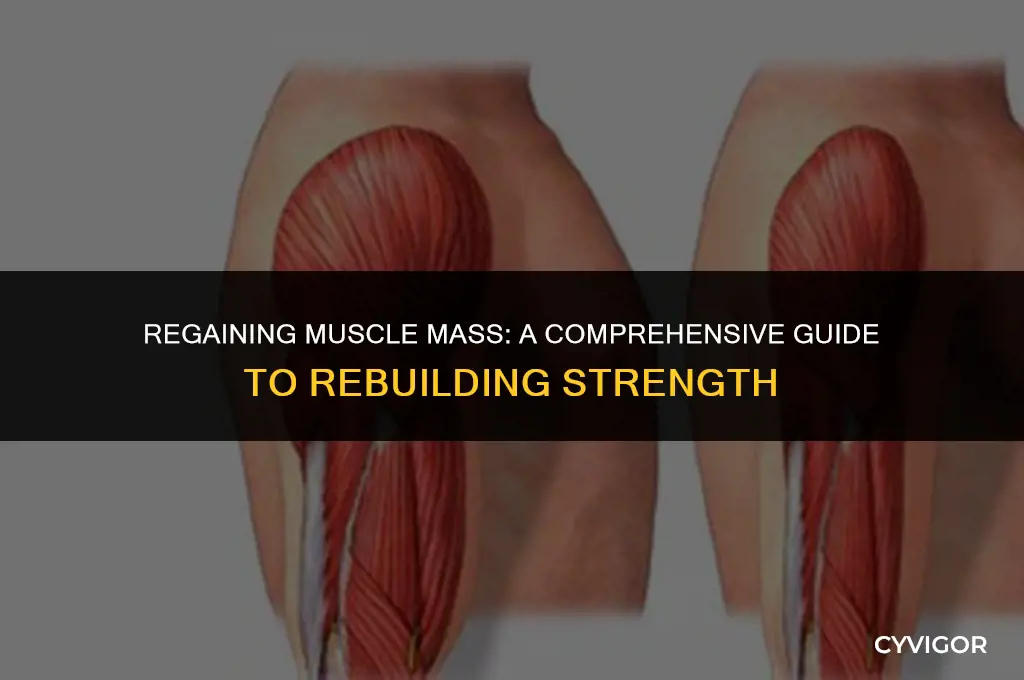 how to get muscle mass back