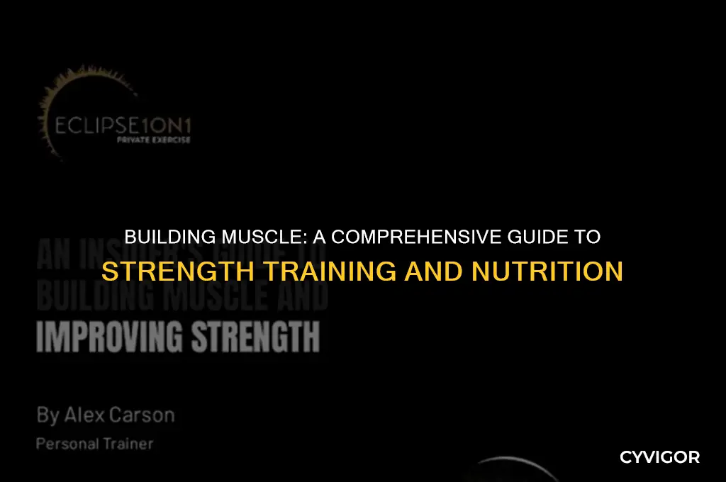 how to get muscle